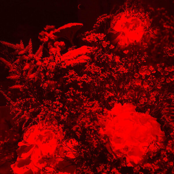 Jo Kemp photo Crimson Elegy