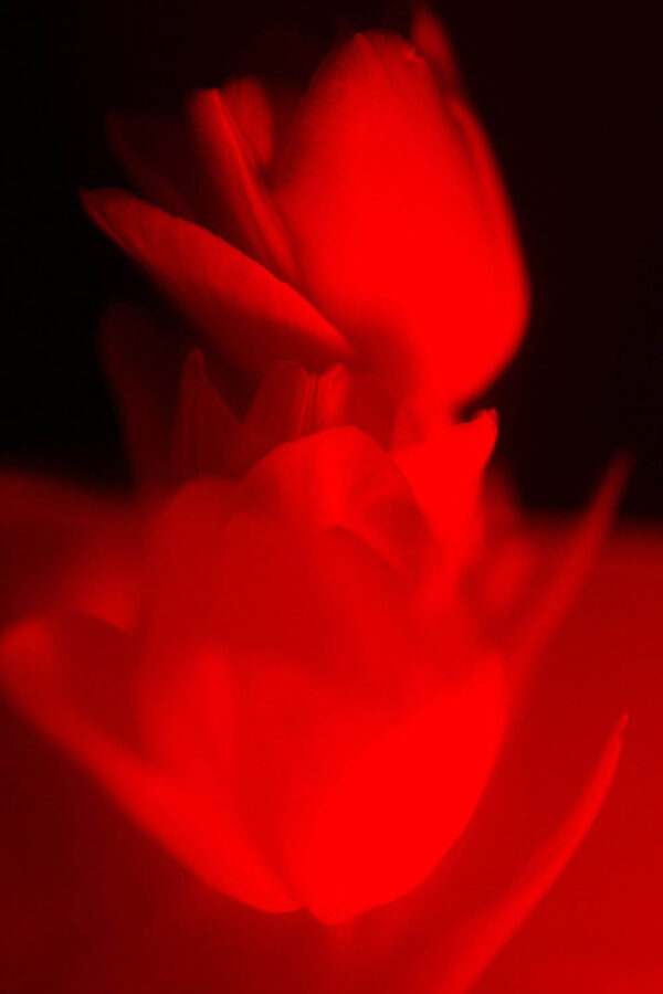 crimson Elegy Photo