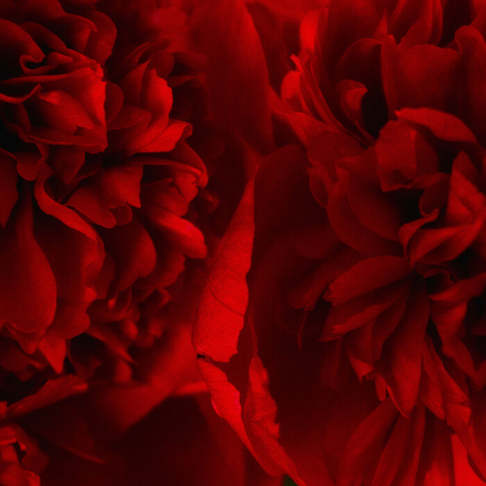 Crimson Elegy