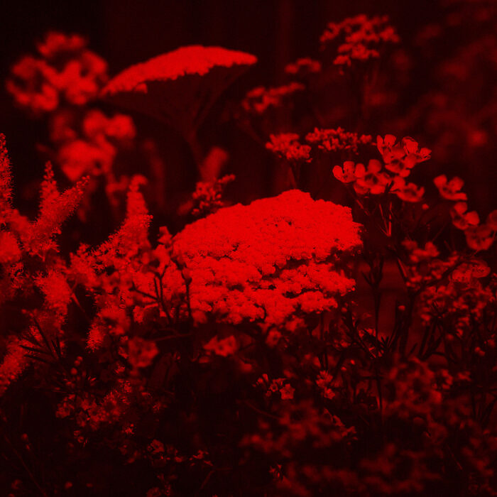 Night Garden