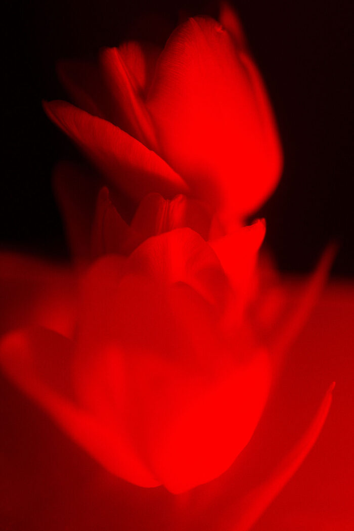 Emergence